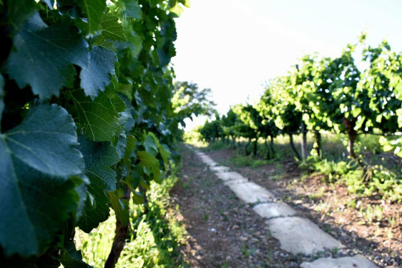 Arendsig Wine Estate & Cottages Bonnievale Exteriör bild
